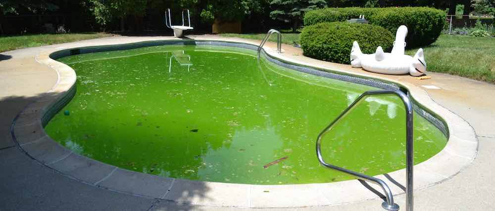 green_cloudy_algae