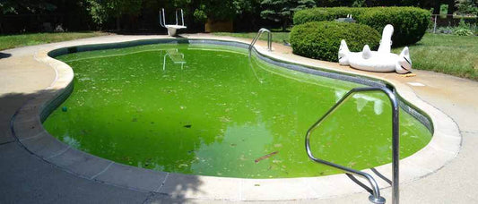 green_cloudy_algae